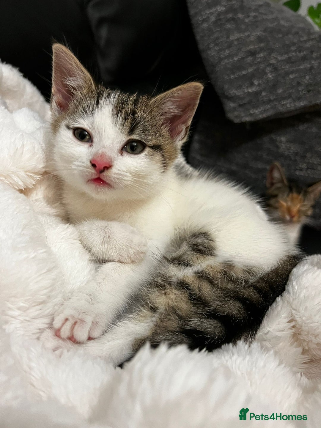 Mixed Breed cats for sale: Beautiful female kitten for sale - Advert 5