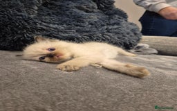 Ragdoll cats for sale: Last 2 female ragdoll kittens for sale - Image 6