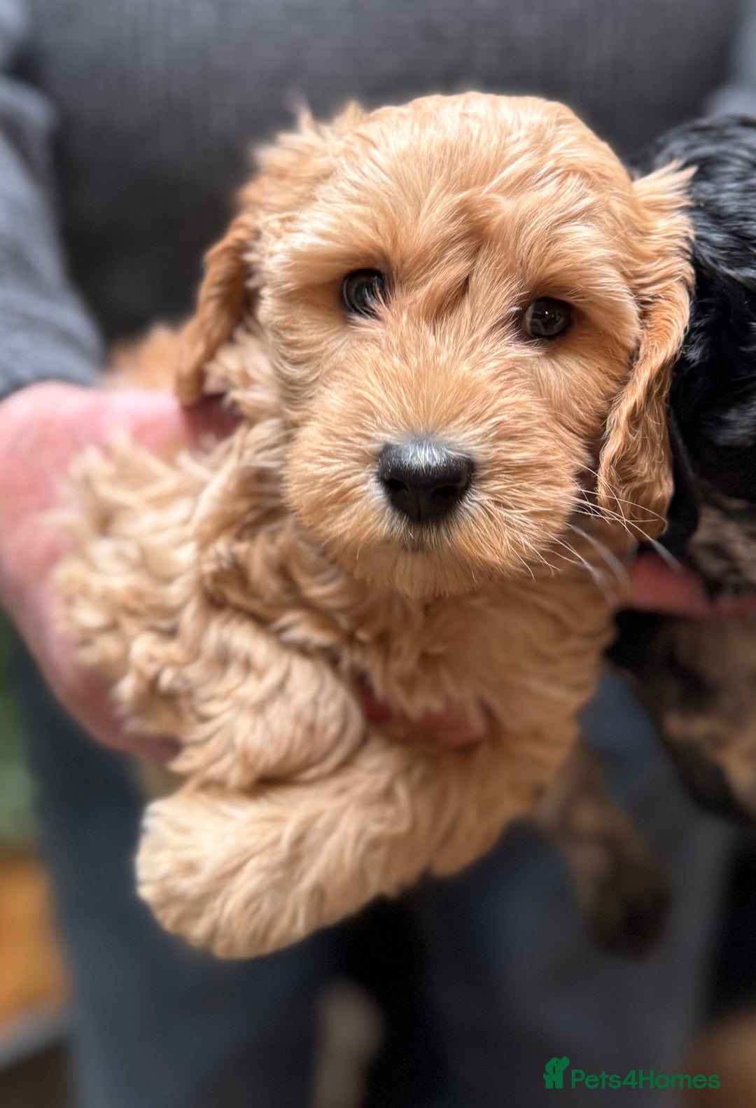 Schnoodle dogs for sale: Miniature Schoodle puppies - Image 2