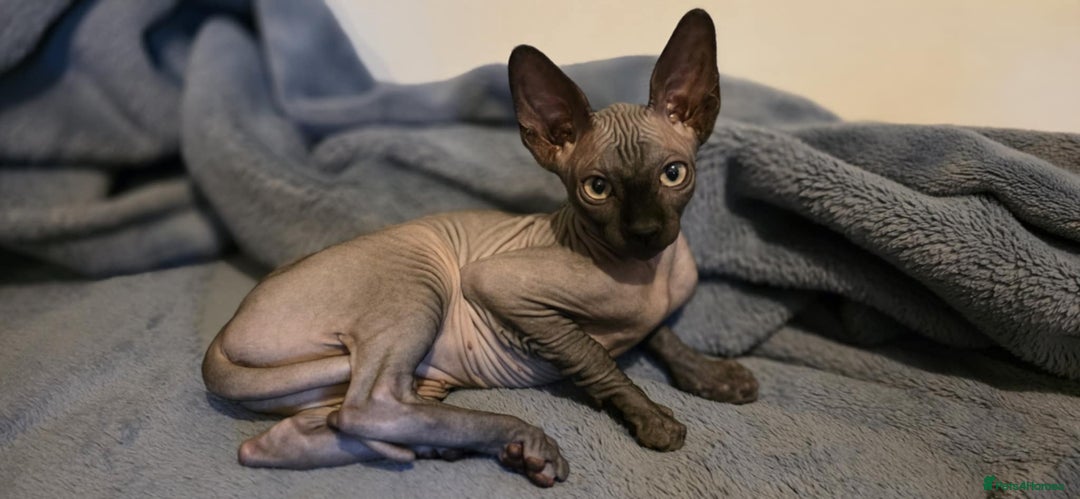 Sphynx cats for sale: Sphynx Kitten Ready for a Rehome! Millie Brooks - Image 6