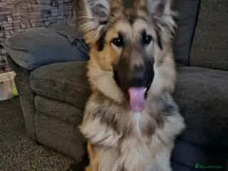 German Shepherd dogs 6 Month Old, Male, GSD - Advert 1