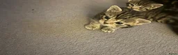 Mixed Breed cats for sale: Tabby kittens - Advert 14