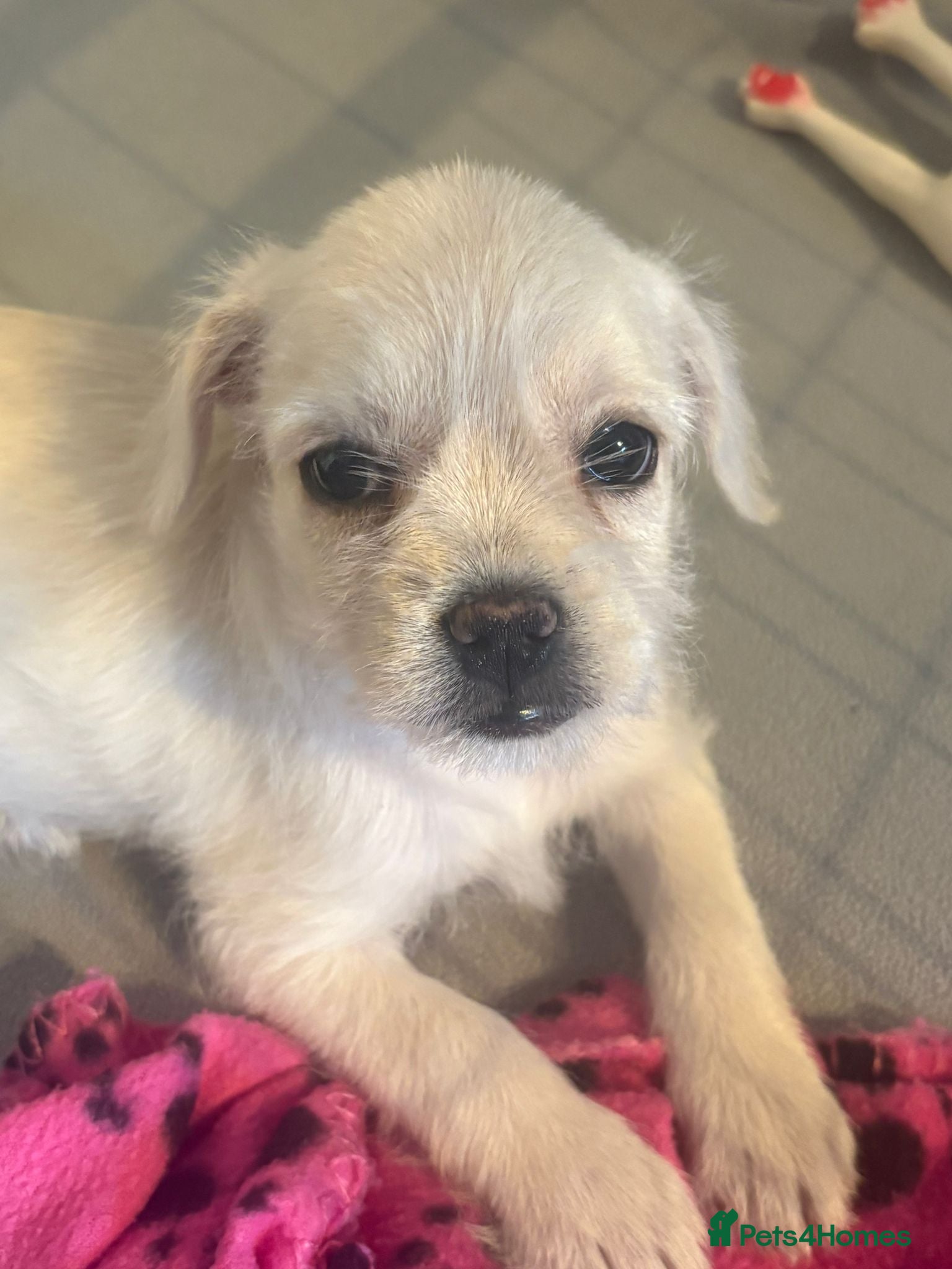 Mixed Breed dogs **READY FOR THEIR FOREVER HOMES** - Advert 9