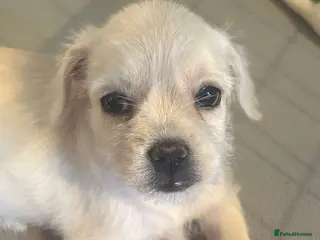 Mixed Breed dogs **READY FOR THEIR FOREVER HOMES** - Advert 9