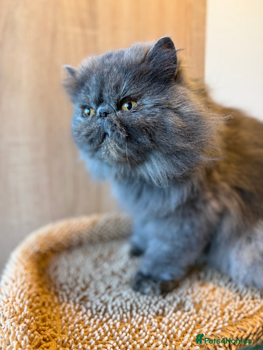 Persian cats for sale:  Persian Queen-Active. American Bloodlines, GCCF. - Advert 3