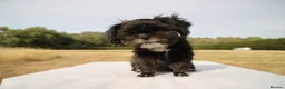 Shih Tzu dogs for sale: Red collar - Advert 7