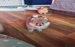 Pomeranian dogs for sale: 🏆 KC HEALTH TESTED POMERANIAN PUPPIES 🏆  - Image 23