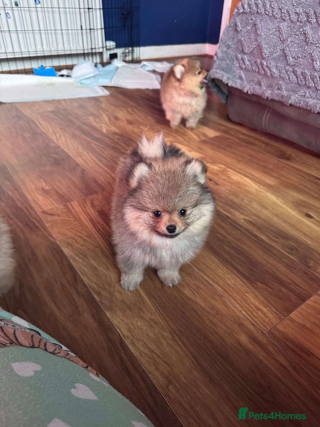 Pomeranian dogs for sale: 🏆 KC HEALTH TESTED POMERANIAN PUPPIES 🏆  - Image 23