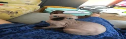 Sphynx cats for sale: Sphynx kittens - Advert 5