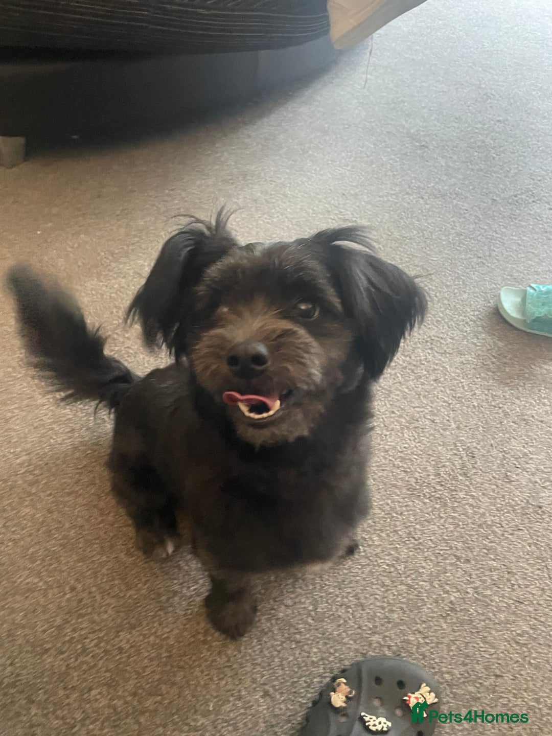 Mixed Breed dogs for sale: Ralph  - Image 3