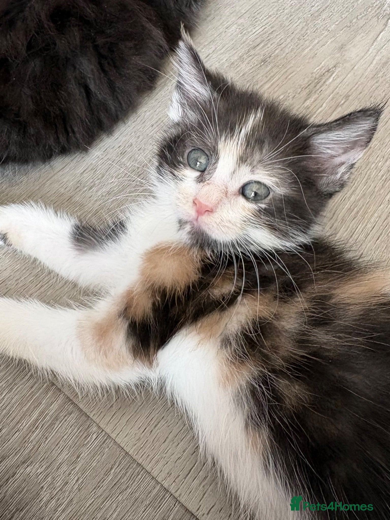 Maine Coon cats  Cross maine coon kittens - Advert 7