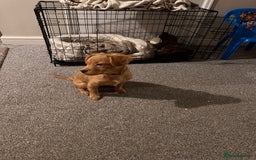 Mixed Breed dogs for sale: Dachshund/frenchie  - Image 5