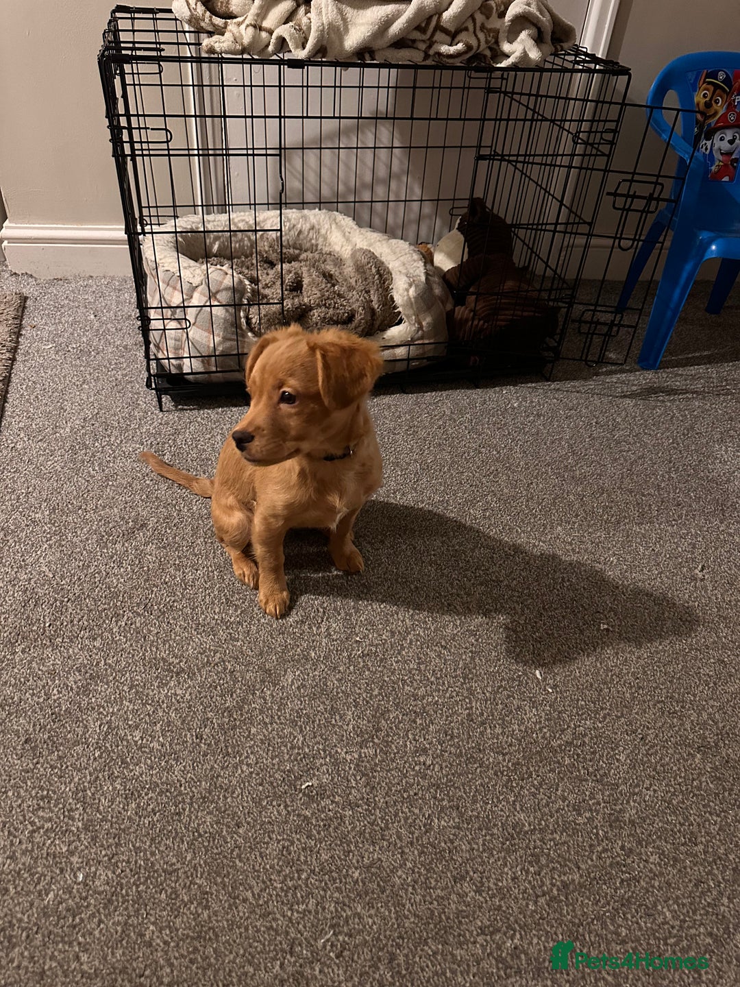 Mixed Breed dogs for sale: Dachshund/frenchie  - Image 5