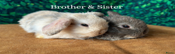 Mini Lop rabbits for sale: Gorgeous mini lops - Advert 3