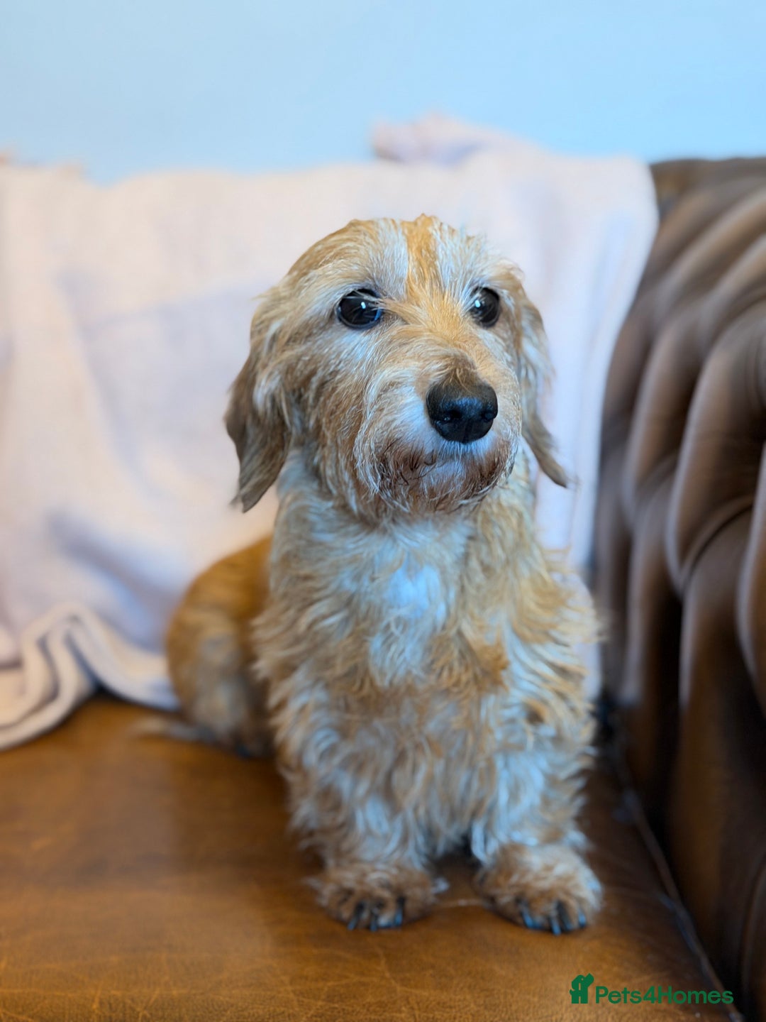 Miniature Dachshund dogs for sale: Miniature Wire haired Dachshund  - Advert 2