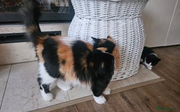 Selkirk Rex cats for sale: Adorable Selkirk Rex Kittens (Straight ) - Image 21