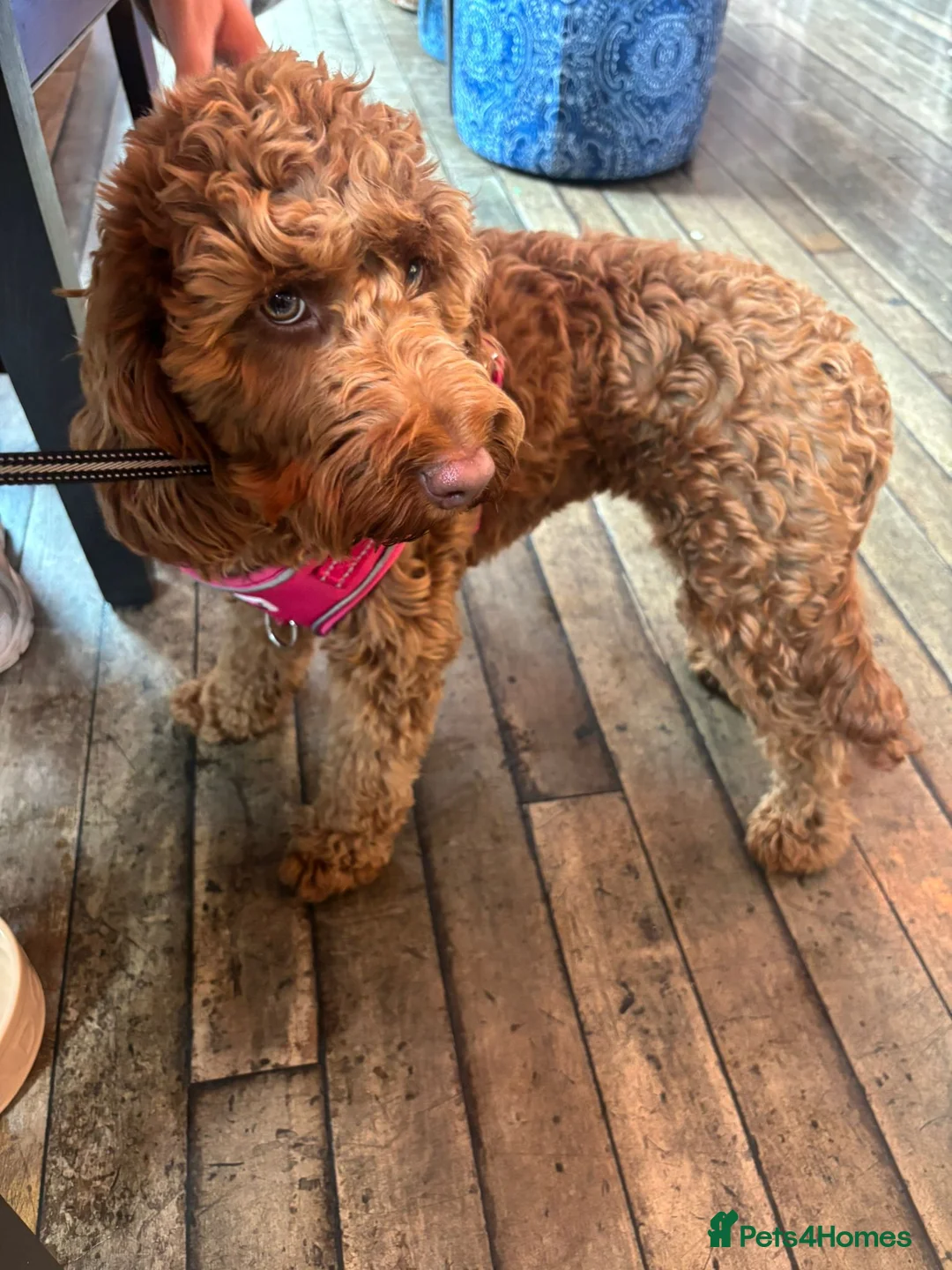 Cockapoo dogs for sale: Gorgeous Red F1 Cockerpoo for sale in Birmingham - Advert 7