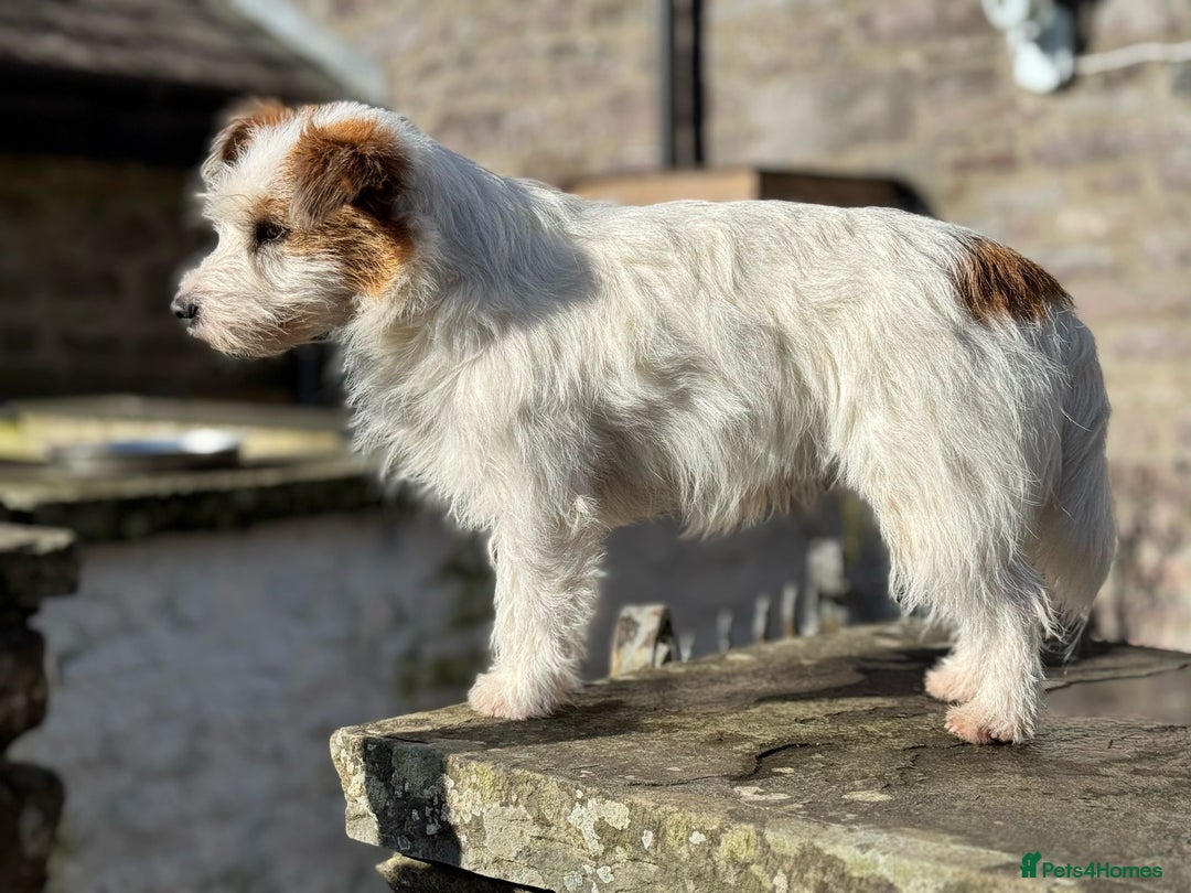 Jack Russell dogs for sale: KC registered  rough coated Jack Russell pups - Advert 2