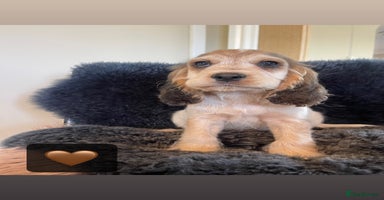 Cocker Spaniel dogs - Advert 13