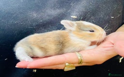 Mini Lion Lop rabbits for sale: Baby bunnies mini lion lops ready now  - Image 31