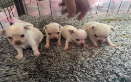 Chihuahua dogs for sale: Double chocolate platinum baby’s  - Image 28