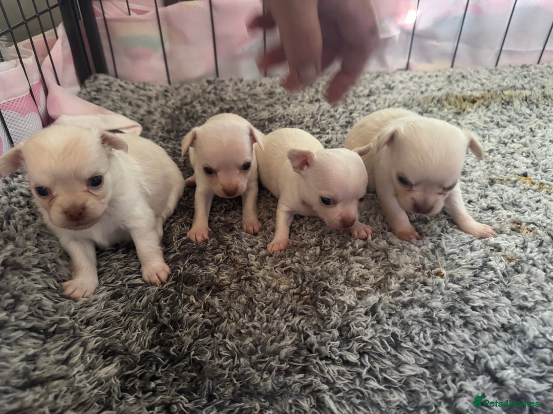 Chihuahua dogs for sale: Double chocolate platinum baby’s  - Image 28