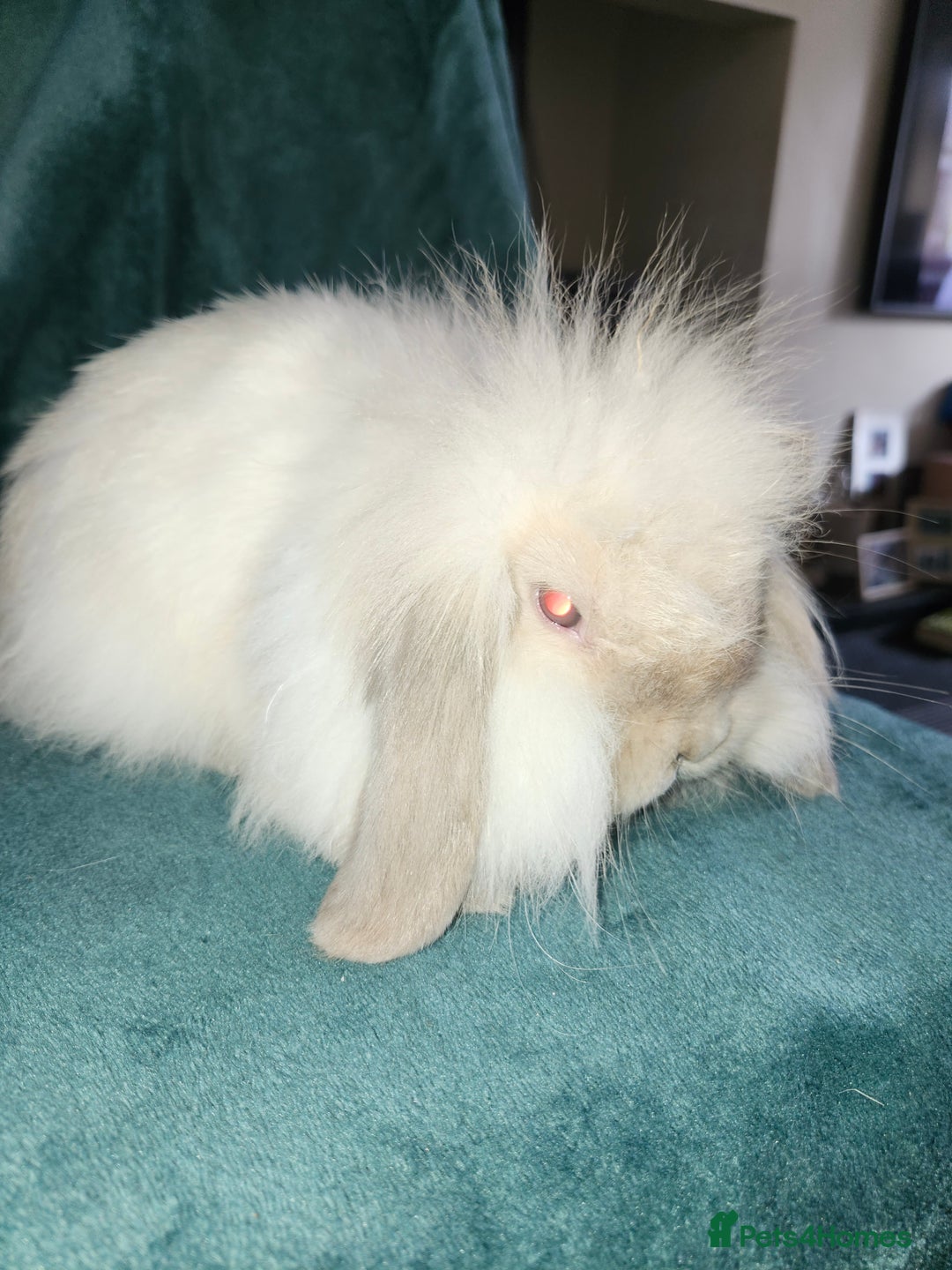 Mini Lion Lop rabbits for sale: Mini Lion lop, rew and blue point - Image 8
