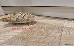 Quail poultry for sale: Coturnix quail three week old (not sexed)  - Image 14