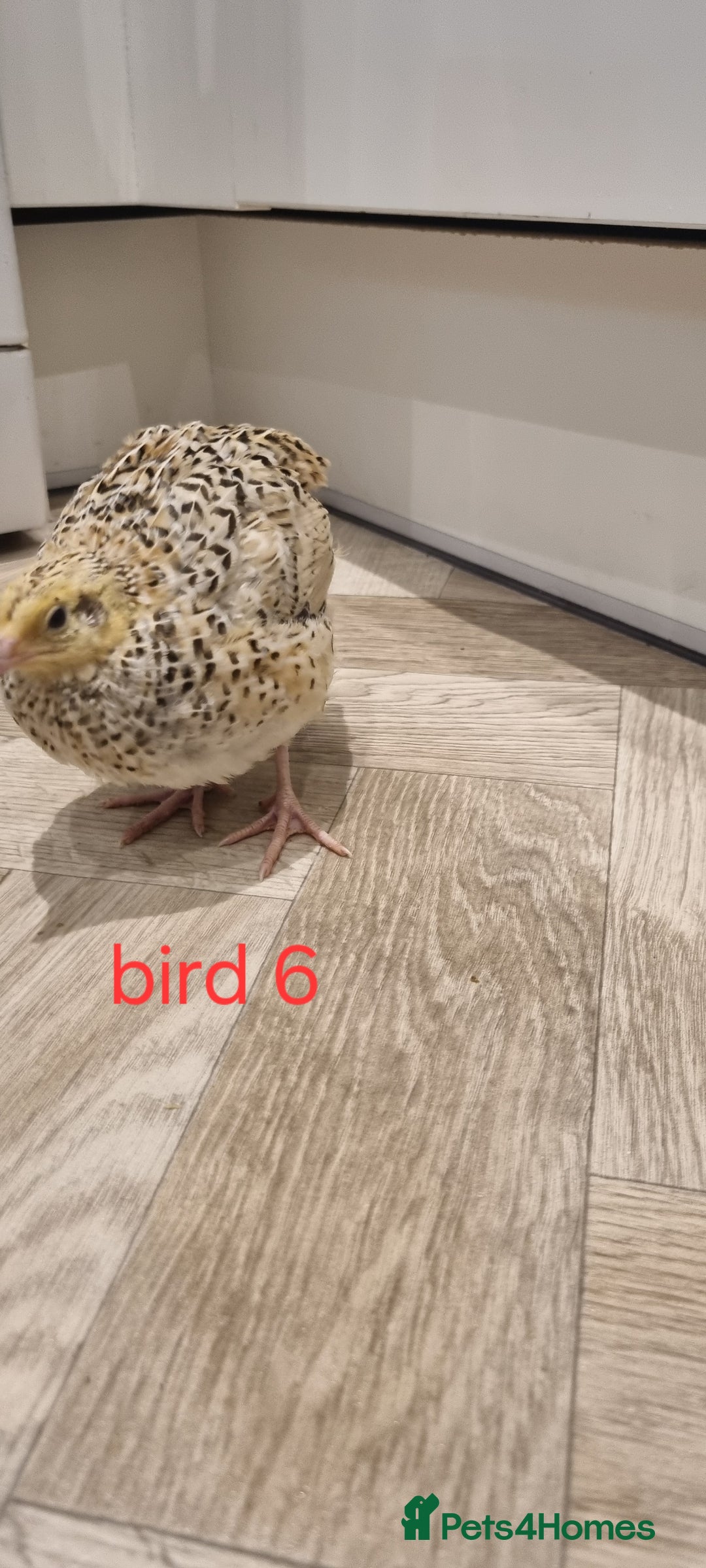 Quail poultry for sale: Coturnix quail three week old (not sexed)  - Image 14