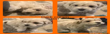Maltipoo 4 cream girl