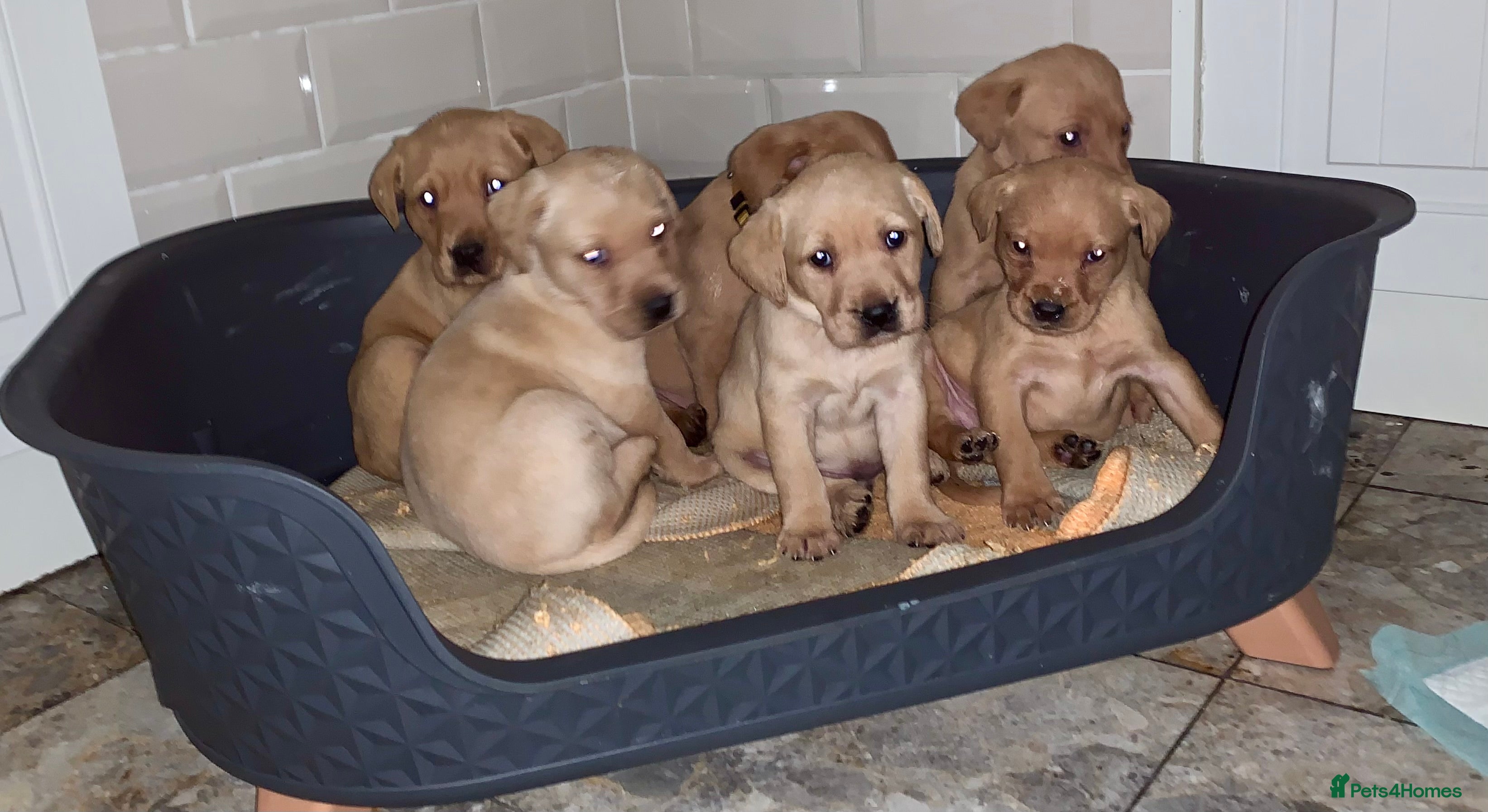 Labrador Retriever dogs Kc registered Labrador 5 star homes only  - Advert 9