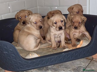 Labrador Retriever dogs Kc registered Labrador 5 star homes only - Advert 13