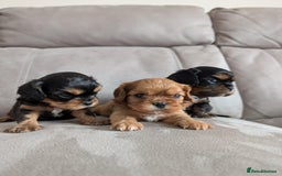 Cavalier King Charles Spaniel dogs for sale: CKCS puppies - Image 3