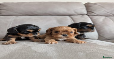 Cavalier King Charles Spaniel dogs - Advert 2