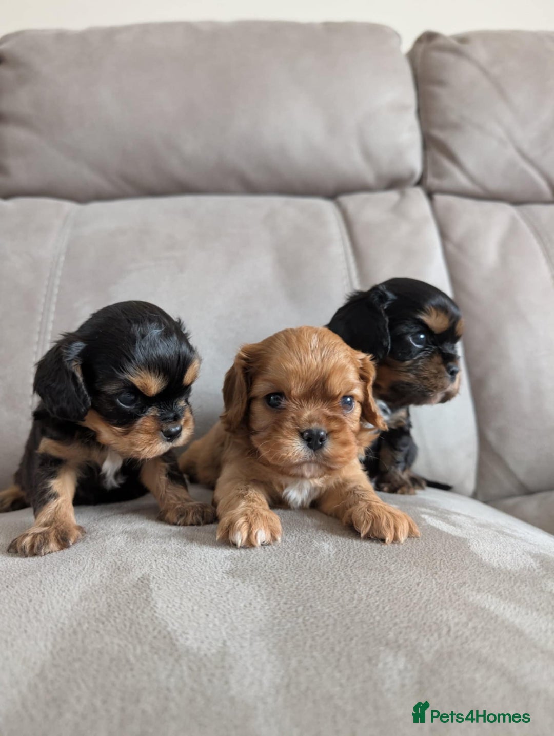 Cavalier King Charles Spaniel dogs for sale: CKCS puppies - Image 3