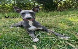 Whippet dogs for sale: Stunning KC whippet puppies  - Image 19