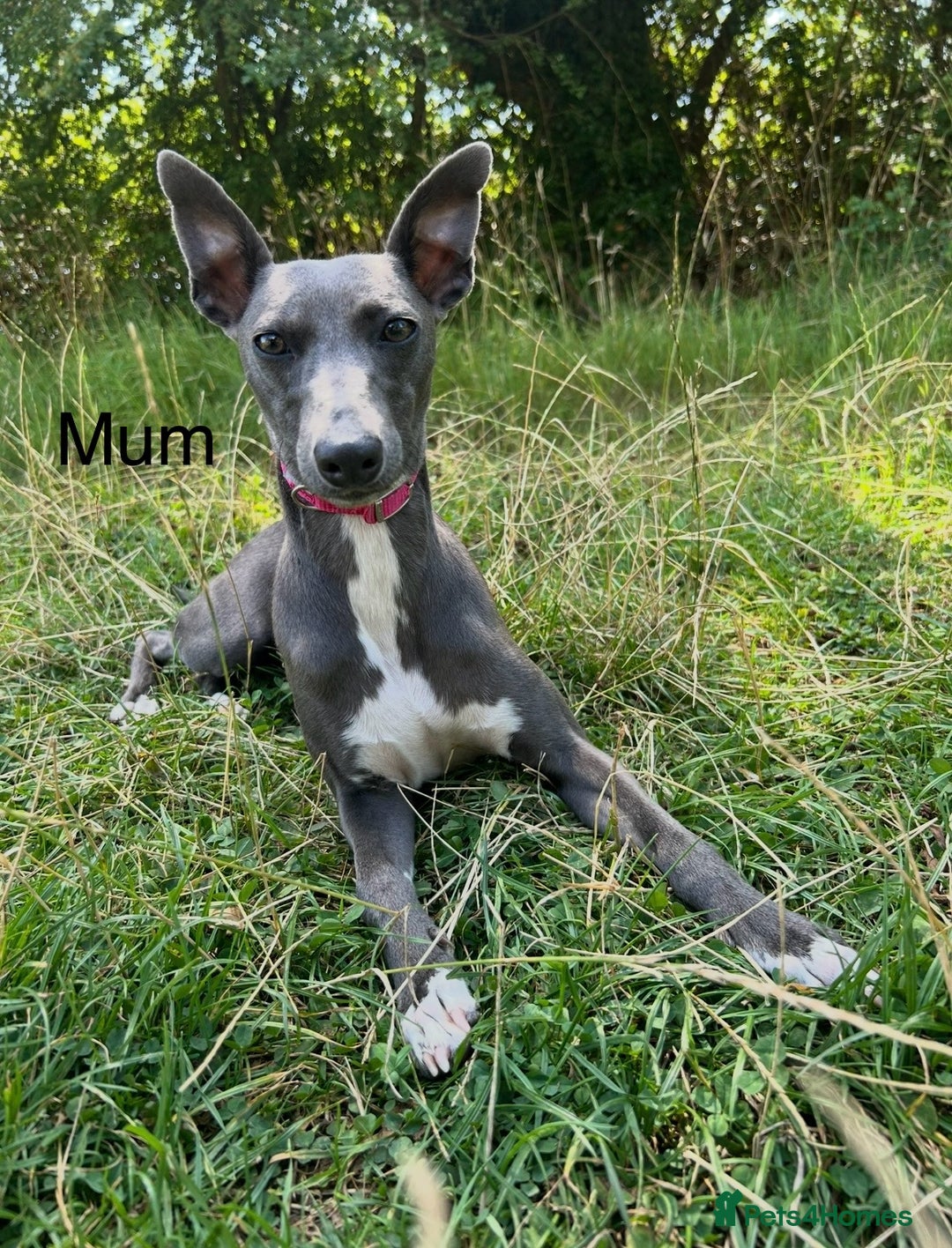 Whippet dogs for sale: Stunning KC whippet puppies  - Image 19