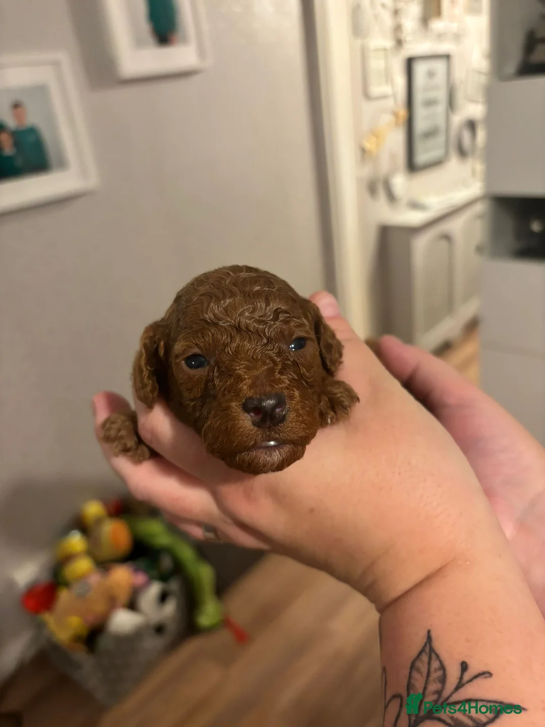 Toy Poodle dogs for stud: Health tested fox red toy poodle stud  in Stevenage - Advert 28