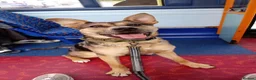 Mixed Breed dogs for sale: German Shepherd x Staffordshire terrier in Exeter - Advert 3
