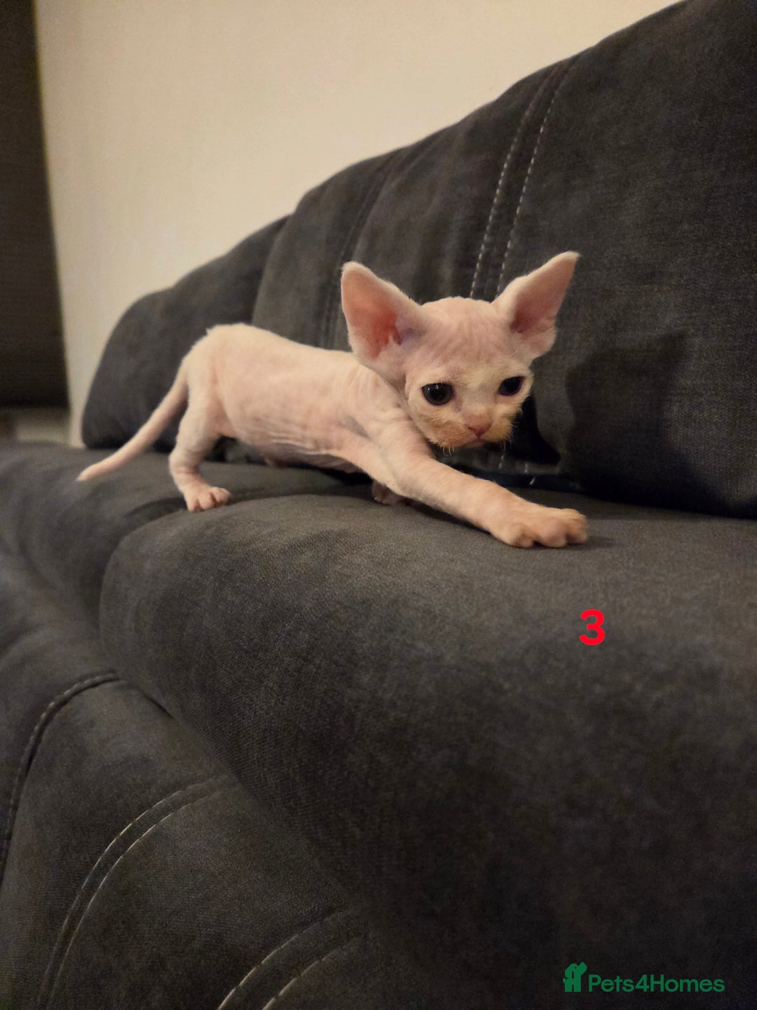 Devon Rex cats for sale: ✨ Beautiful Devon Rex Kittens – GCCF Registered ✨ - Advert 25
