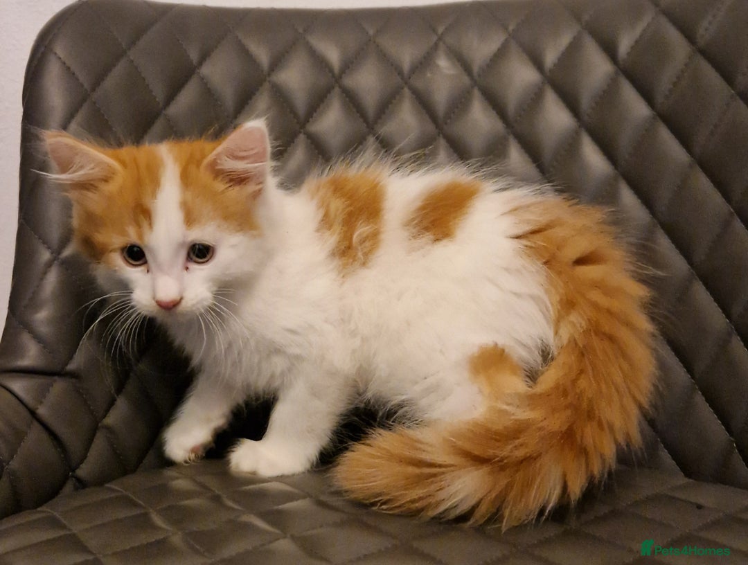 Mixed Breed cats for sale: Sweet Maine Coon mix for sale - Image 5