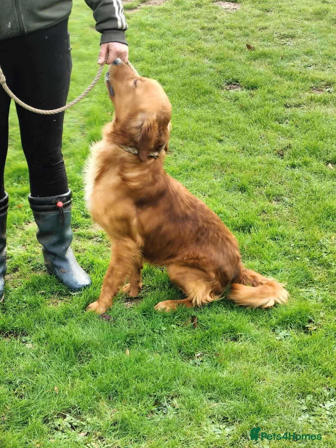 Golden Retriever dogs for sale: Available Immediately! - Advert 3