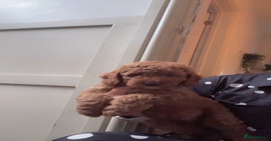 Cockapoo dogs - Advert 1