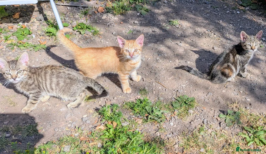 Mixed Breed cats for sale: Rare female ginger kitten - Advert 2