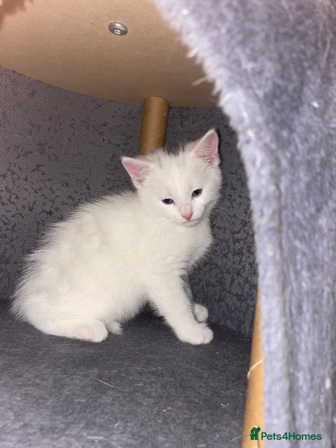 Khao Manee cats for sale: Beautiful kittens (ready to leave 9.02.2026) - Advert 10