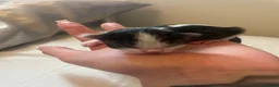 Mixed Breed cats for sale: Beautiful persian cross long hair domestic cat  - Advert 8