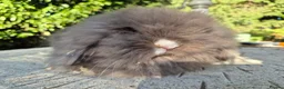 Angora rabbits for sale: 💙STUNNING TEDDYWIDDER boy- IMPORTED PARENTS 💓 - Advert 5