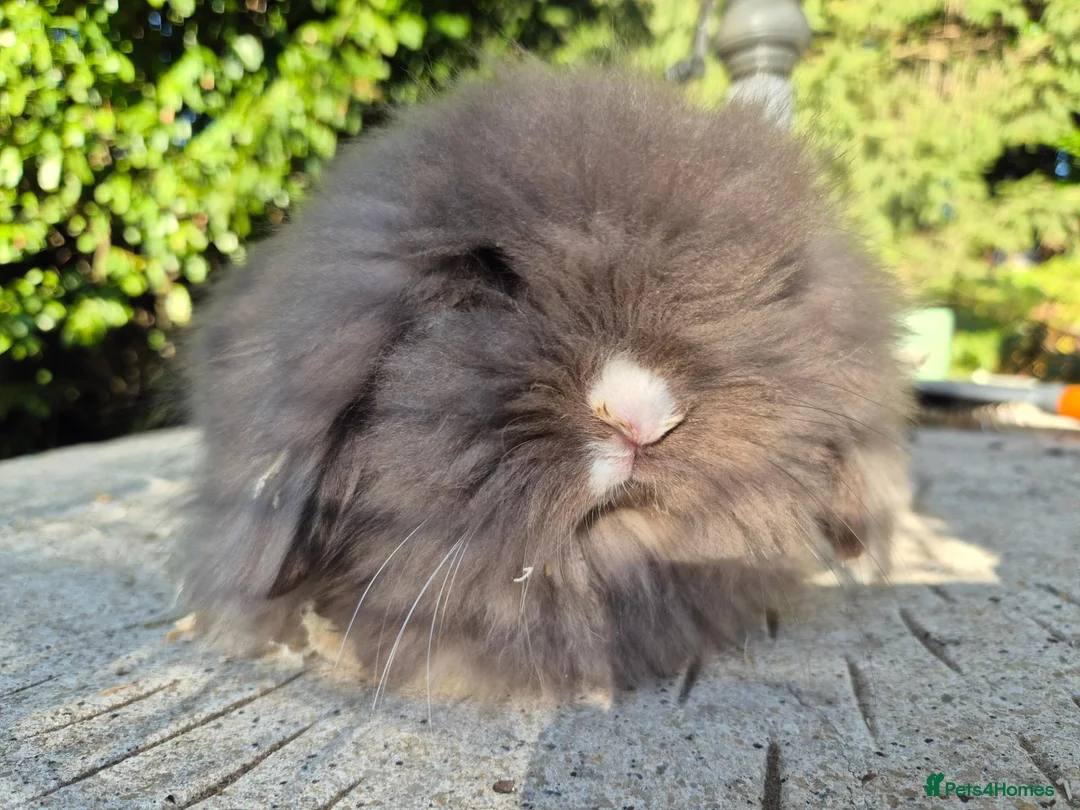 Angora rabbits for sale: 💙STUNNING TEDDYWIDDER boy- IMPORTED PARENTS 💓 - Advert 5
