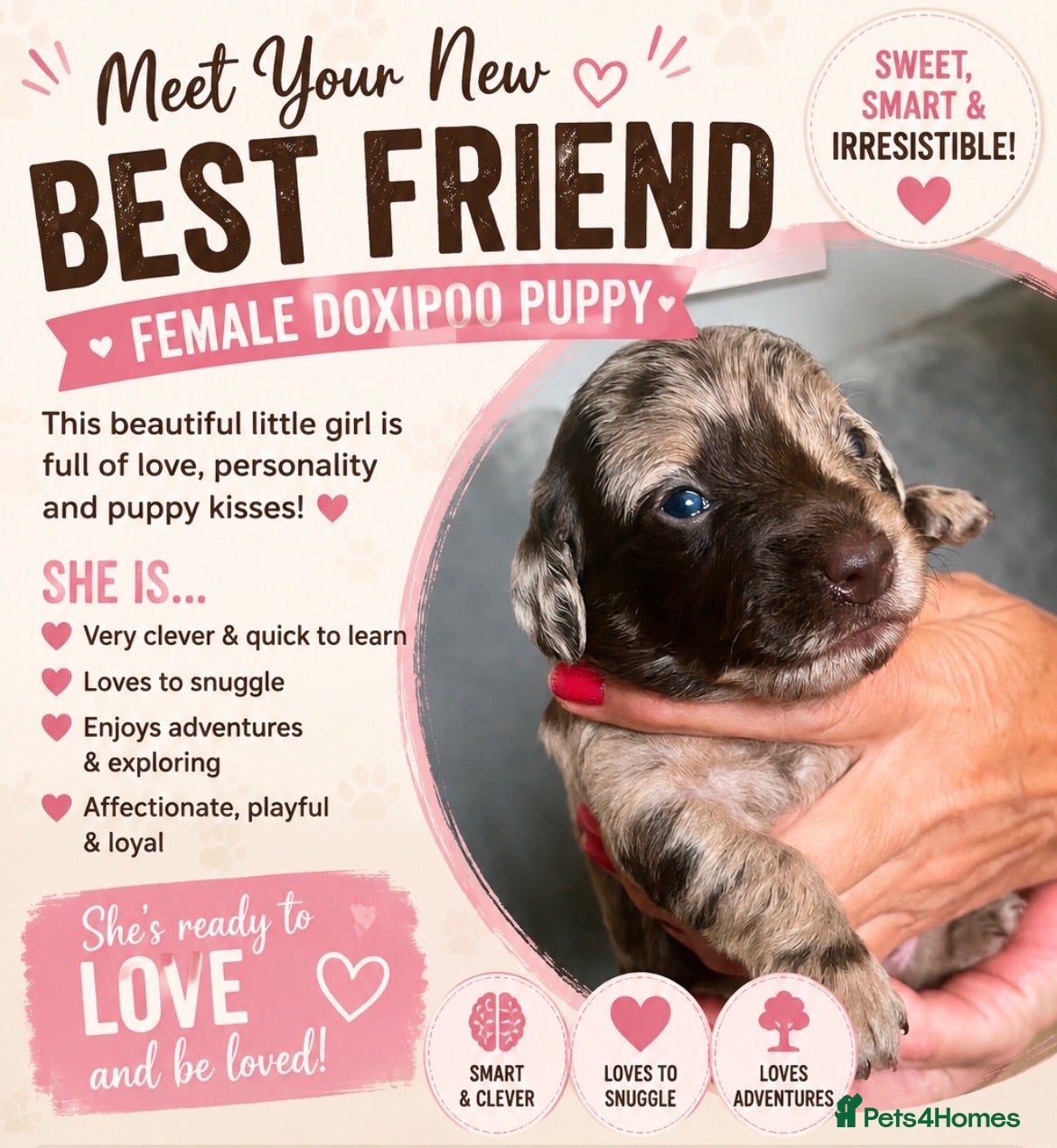 Doxiepoo dogs My beautiful F1 Doxipoo  - Advert 2