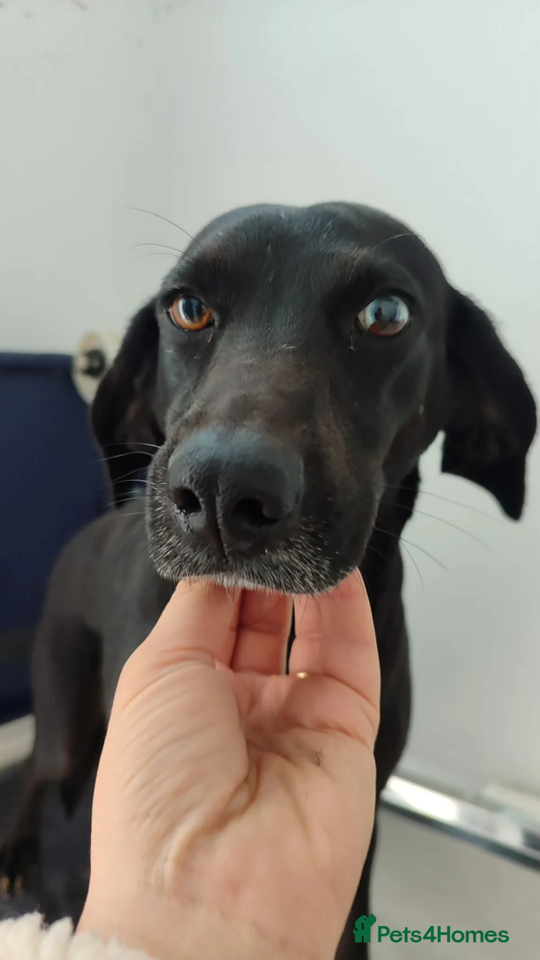 Mixed Breed dogs for adoption: BAHAR in Scarborough - Advert 1